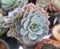 Very cactus species. Cactus rose rock. succulent. Sulcorebutia. Haworthia.