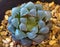 Very cactus species. Cactus rose rock. succulent. Sulcorebutia. Haworthia.