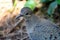 Very close head and upper body of mourning dove.