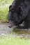 Very close image of black bear drinking water from stream with g