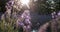 Very close, lavender plant in sunlight Move camera
