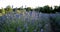 Very close, lavender plant in sunlight still camera V5