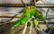 Very close lovely couple of budgie parakeets together, tropical and popular pets in aviculture, colorful birds from Australia