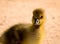 Very close photo of newborn, cute, yellow fledglings of gooses