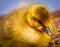 Very close photo of newborn, cute, yellow fledglings of gooses