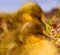 Very close photo of newborn, cute, yellow fledglings of gooses