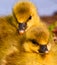 Very close photo of newborn, cute, yellow fledglings of gooses