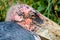 Very close portrait of an ugly marabou stork with a bald red head