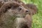 Very close profile portrait of an otter