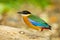 Very close up of Backside of Blue-winged Pitta