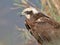 Very close up and detailed portrait of female marsh harrier