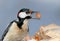 Very close up fragment of great spotted woodpecker with hazelnut in beak.