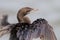 Very close up full frame of Little cormorant,