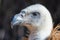 A very close up head shot of a lappet-faced vulture or Nubian vulture Torgos tracheliotos showing off its white head, eyes, and