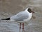 Very close up photo of an adult black headed gull