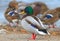 Very close up photo of an adult male mallard