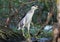 Very close up photo of an adult night heron