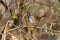 Very close-up photo of dunnock Prunella modularis