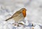 Very close up photo of European robin Erithacus rubecula