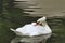 Very close-up photo of a white swan grooming it`s self.