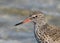 The very close up portrait of common redshank