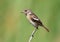 Very close up portrait of female European stonechat Saxicola rubicola