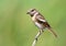 Very close up portrait of female European stonechat Saxicola rubicola