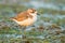 Very close up portrait Lesser Sand Plover