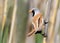 Very close up portrait of a male bearded tit sits on the reed