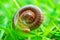 A very close-up shot of an insect curled up on a lawn.