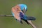 Very close up and unusual portrait of an european roller