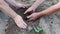 Very close up view on work of couple gardeners hand of adult female making hole in soil and male hands planting small plant of cuc