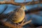 Very close up of Zebra dove