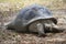 A very close view of a  huge  turtle