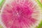 Very close view of the interior of a brilliant magenta watermelon radish, food background texture