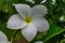 very close view of plumeria white flower in tree with water drops looking awesome after rain felled.