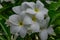 Very close view of plumeria white flowery in tree with water drops looking awesome after rain felled.