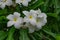 Very close view of plumeria white flowery in tree with water drops looking awesome after rain felled.