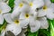 Very close view of plumeria white flowery in tree with water drops looking awesome after rain felled.