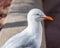 A very close view of a single seagull