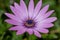 A very close violet daisy flower