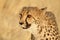 Very closeup of cheetah