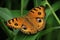 Very closeup of peacock pancy butterfly on a green grass background