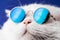 Very closeup view of amazing domestic pet in mirror round fashion sunglasses is isolated on blue wall. Furry cat in