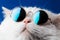 Very closeup view of amazing domestic pet in mirror round fashion sunglasses is isolated on blue wall. Furry cat in