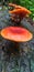 Very closeup view of wild mushroom on dead coconut trunk