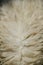 Very closeup white sheep wool