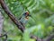 Very colorful Coppersmith barbet bird sitting on branch