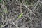 Very colorful green iguana lizard with a long tail sunbathing in bushes.