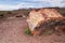 Very colorful horizontal photo of part of a large petrified log in Petrified Forest